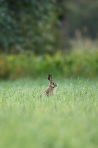 Preview wallpaper hare, animal, grass, focus