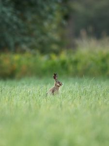 Preview wallpaper hare, animal, grass, focus