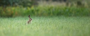 Preview wallpaper hare, animal, grass, focus