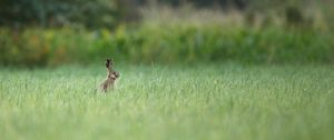 Preview wallpaper hare, animal, grass, focus