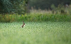 Preview wallpaper hare, animal, grass, focus