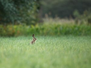 Preview wallpaper hare, animal, grass, focus