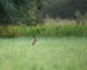 Preview wallpaper hare, animal, grass, focus