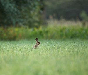 Preview wallpaper hare, animal, grass, focus