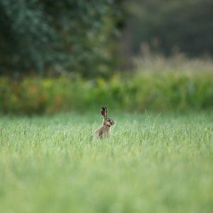 Preview wallpaper hare, animal, grass, focus