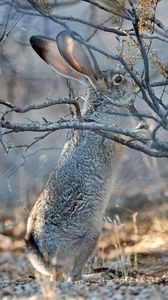 Preview wallpaper hare, animal, gray, branch