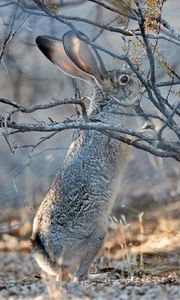 Preview wallpaper hare, animal, gray, branch