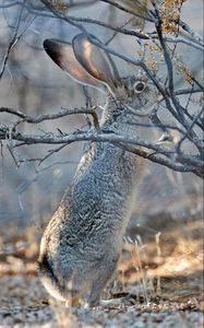 Preview wallpaper hare, animal, gray, branch