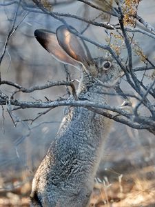 Preview wallpaper hare, animal, gray, branch