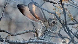 Preview wallpaper hare, animal, gray, branch