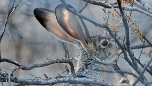 Preview wallpaper hare, animal, gray, branch