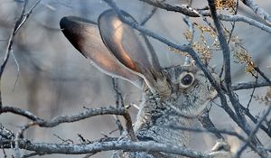 Preview wallpaper hare, animal, gray, branch