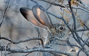 Preview wallpaper hare, animal, gray, branch