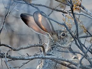 Preview wallpaper hare, animal, gray, branch