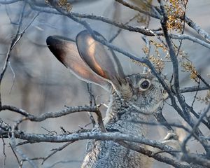 Preview wallpaper hare, animal, gray, branch