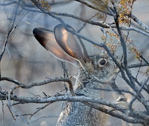 Preview wallpaper hare, animal, gray, branch