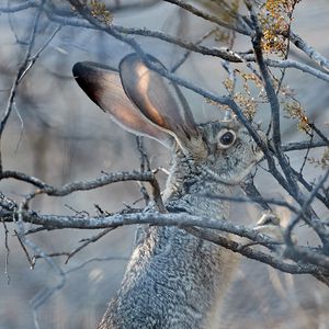 Preview wallpaper hare, animal, gray, branch