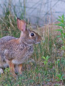 Preview wallpaper hare, animal, gray, grass