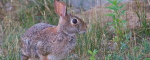 Preview wallpaper hare, animal, gray, grass