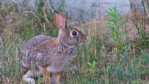 Preview wallpaper hare, animal, gray, grass