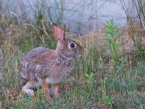 Preview wallpaper hare, animal, gray, grass