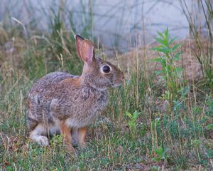 Preview wallpaper hare, animal, gray, grass