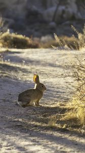 Preview wallpaper hare, animal, gray, desert, wildlife