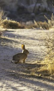 Preview wallpaper hare, animal, gray, desert, wildlife