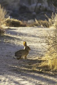 Preview wallpaper hare, animal, gray, desert, wildlife