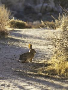 Preview wallpaper hare, animal, gray, desert, wildlife