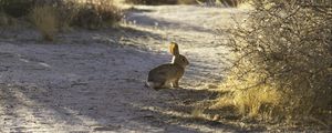 Preview wallpaper hare, animal, gray, desert, wildlife
