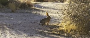 Preview wallpaper hare, animal, gray, desert, wildlife