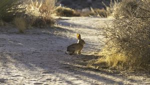 Preview wallpaper hare, animal, gray, desert, wildlife