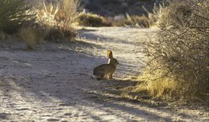 Preview wallpaper hare, animal, gray, desert, wildlife