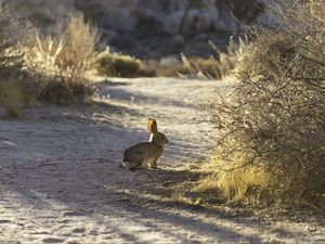 Preview wallpaper hare, animal, gray, desert, wildlife