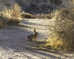 Preview wallpaper hare, animal, gray, desert, wildlife