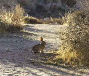 Preview wallpaper hare, animal, gray, desert, wildlife