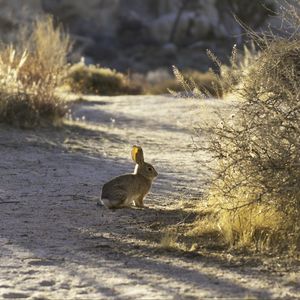 Preview wallpaper hare, animal, gray, desert, wildlife