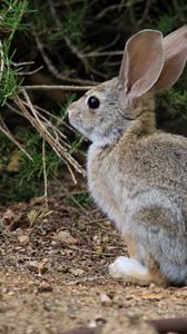 Preview wallpaper hare, animal, plant, wildlife