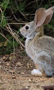 Preview wallpaper hare, animal, plant, wildlife