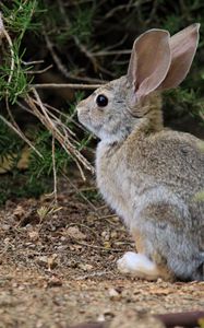 Preview wallpaper hare, animal, plant, wildlife