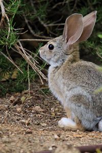 Preview wallpaper hare, animal, plant, wildlife