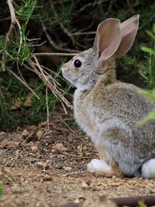 Preview wallpaper hare, animal, plant, wildlife