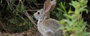 Preview wallpaper hare, animal, plant, wildlife