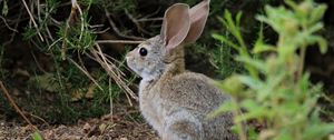 Preview wallpaper hare, animal, plant, wildlife