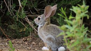 Preview wallpaper hare, animal, plant, wildlife