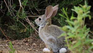 Preview wallpaper hare, animal, plant, wildlife