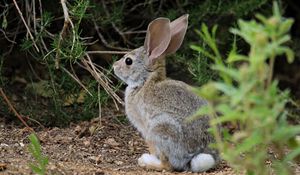 Preview wallpaper hare, animal, plant, wildlife