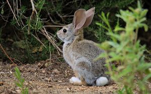 Preview wallpaper hare, animal, plant, wildlife
