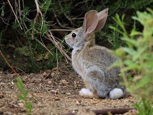 Preview wallpaper hare, animal, plant, wildlife